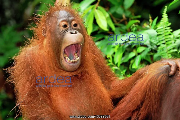 : Borneo Orangutan - juvenile : Borneo Orangutan - juvenile
