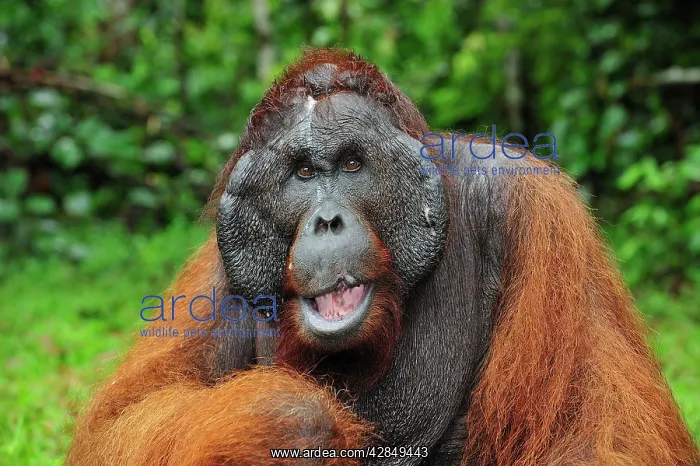 : Borneo Orangutan - male - Kusasi scarred : Borneo Orangutan - male - Kusasi scarred