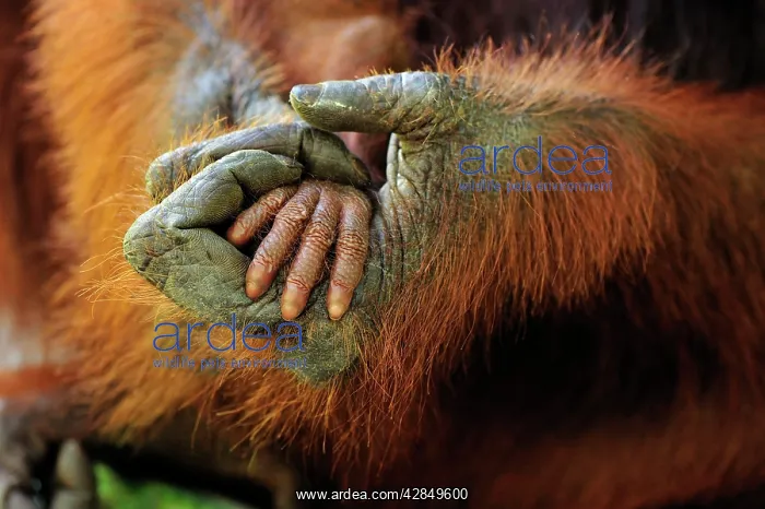 : Borneo Orangutan - mother's and baby's hands : Borneo Orangutan - mother's and baby's hands