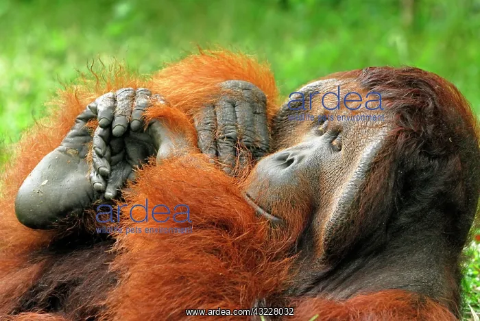 : Borneo Orangutan - old male : Borneo Orangutan - old male