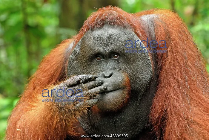  : Borneo Orangutan - old male