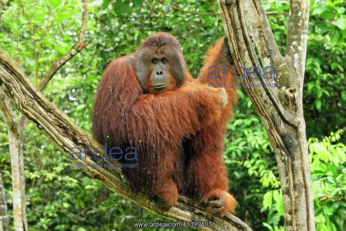 : Borneo Orangutan - old male : Borneo Orangutan - old male