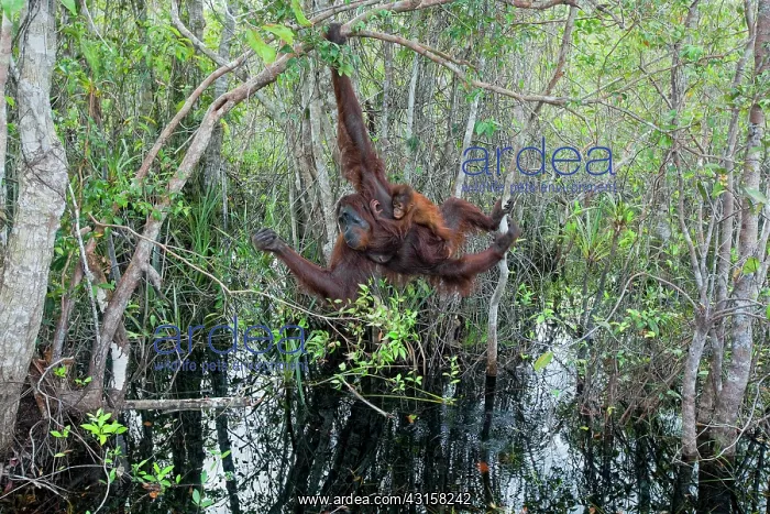: Borneo Orangutan (Pongo pygmaeus) and baby : Borneo Orangutan (Pongo pygmaeus) and baby