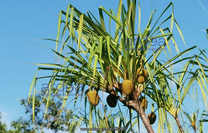 : BORNEO - Pandanus : BORNEO - Pandanus