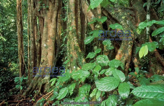 : BORNEO - Primary Rainforest, Strangler fig : BORNEO - Primary Rainforest, Strangler fig