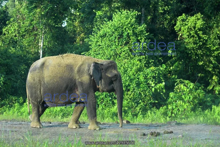 : Borneo Pygmy Elephant - endemic : Borneo Pygmy Elephant - endemic