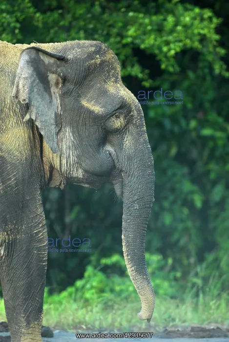 : Borneo Pygmy Elephant - endemic : Borneo Pygmy Elephant - endemic