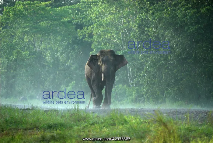 : Borneo Pygmy Elephant - endemic : Borneo Pygmy Elephant - endemic