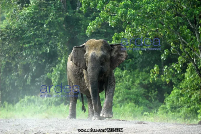 : Borneo Pygmy Elephant - endemic : Borneo Pygmy Elephant - endemic
