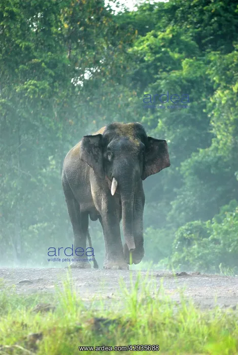 : Borneo Pygmy Elephant - male endemic : Borneo Pygmy Elephant - male endemic