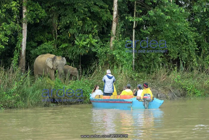 : Borneo Pygmy Elephants - endemic.Tourists photographing : Borneo Pygmy Elephants - endemic.Tourists photographing