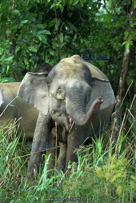 : Borneo Pygmy Elephants - endemic, feeding at the waters edge : Borneo Pygmy Elephants - endemic, feeding at the waters edge