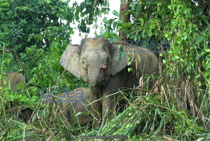 : Borneo Pygmy Elephants - endemic, feeding at the : Borneo Pygmy Elephants - endemic, feeding at the