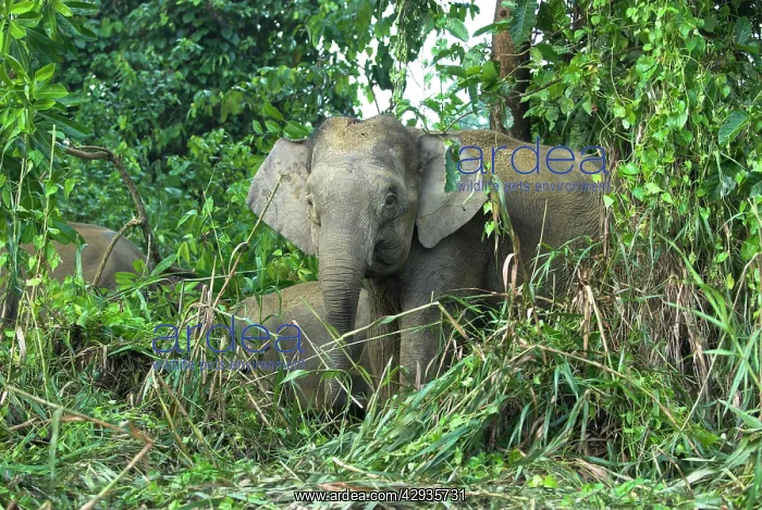  : Borneo Pygmy Elephants - endemic, feeding at the