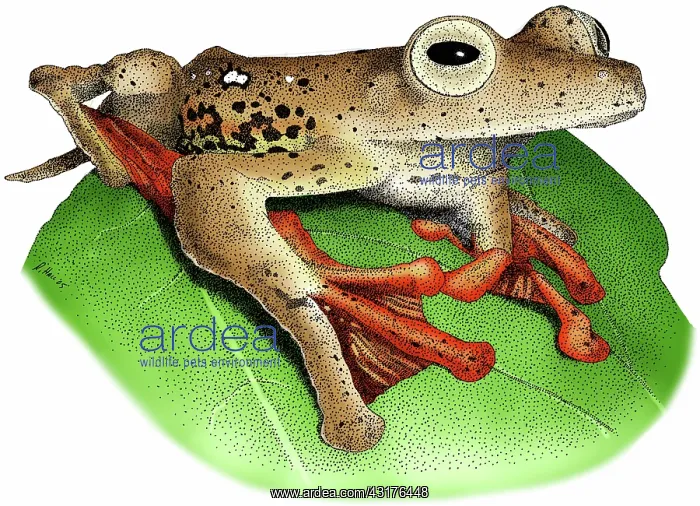: Borneo Red Flying Frog : Borneo Red Flying Frog