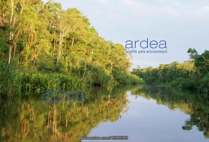 : BORNEO - river in rainforest : BORNEO - river in rainforest