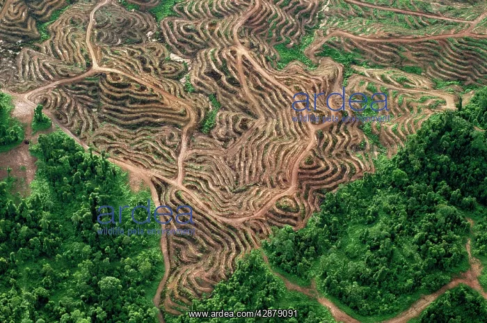 : Borneo - Sabah - Oil palm plantations & remnant of rainfores : Borneo - Sabah - Oil palm plantations & remnant of rainfores