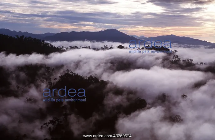 : Borneo - Tropical Rainforest, in morning mist : Borneo - Tropical Rainforest, in morning mist