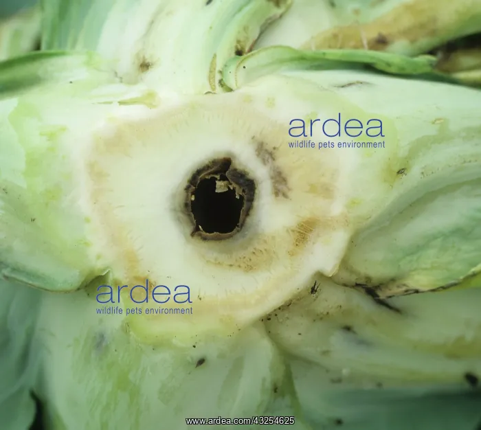 : Boron deficiency in Cauliflower : Boron deficiency in Cauliflower