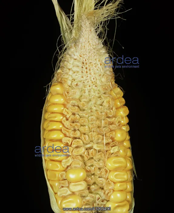  : Boron deficiency symptoms on corn