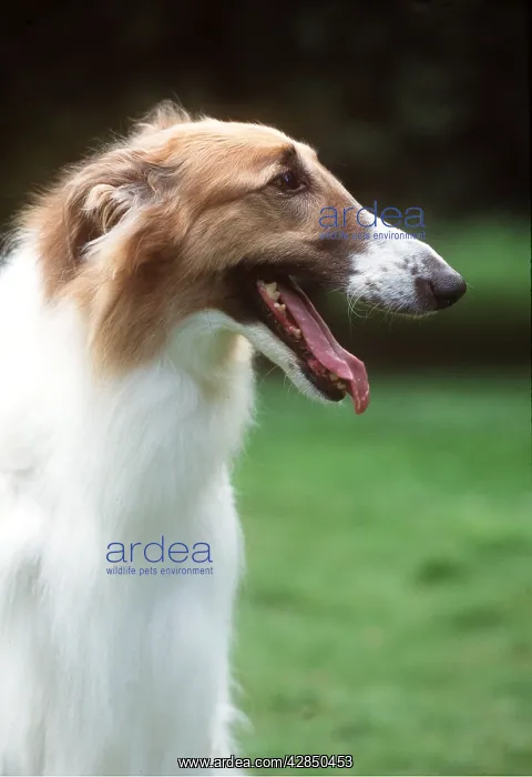 : BORZOI DOG - head, in side view : BORZOI DOG - head, in side view