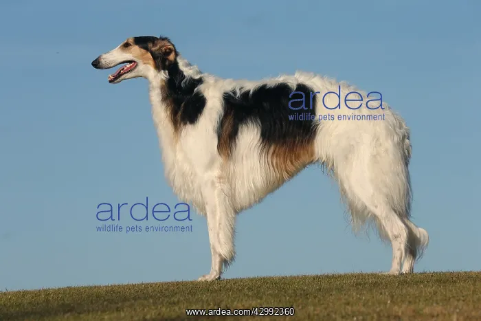 : Borzoi dog outdoors : Borzoi dog outdoors