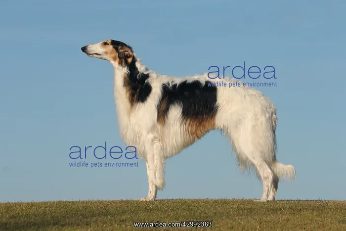 : Borzoi dog outdoors : Borzoi dog outdoors