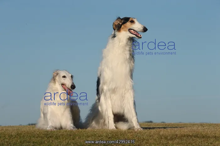 : Borzoi dog outdoors : Borzoi dog outdoors