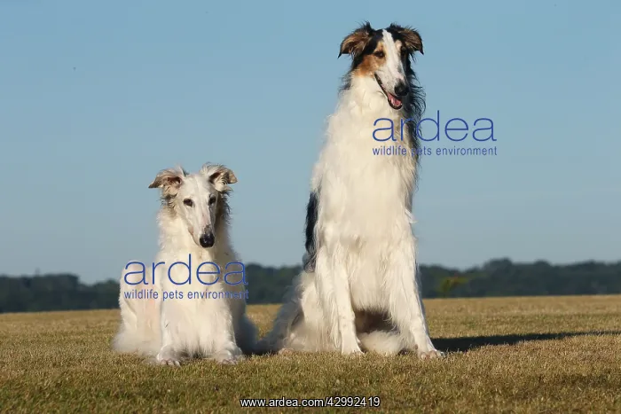 : Borzoi dog outdoors : Borzoi dog outdoors