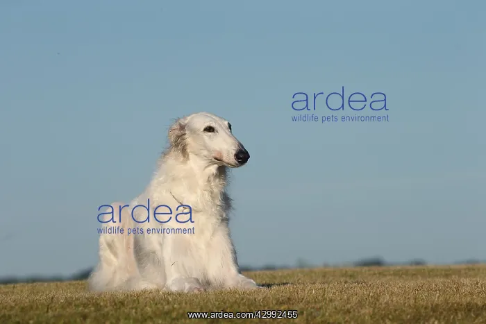 : Borzoi dog outdoors : Borzoi dog outdoors