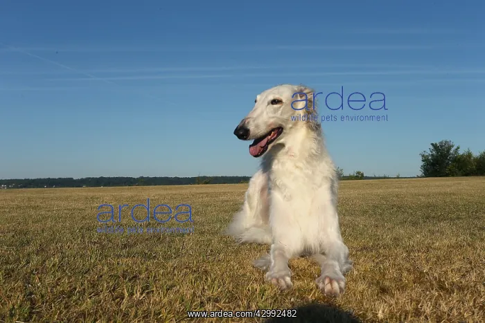 : Borzoi dog outdoors : Borzoi dog outdoors