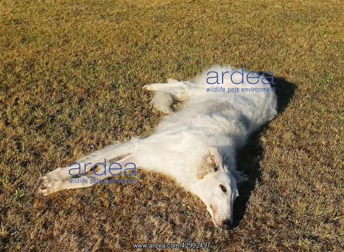  : Borzoi dog outdoors