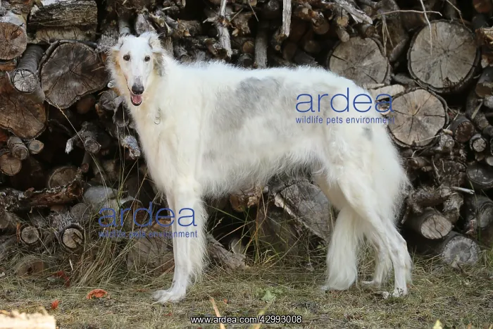 : Borzoi dog outdoors : Borzoi dog outdoors