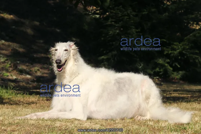 : Borzoi dog outdoors : Borzoi dog outdoors