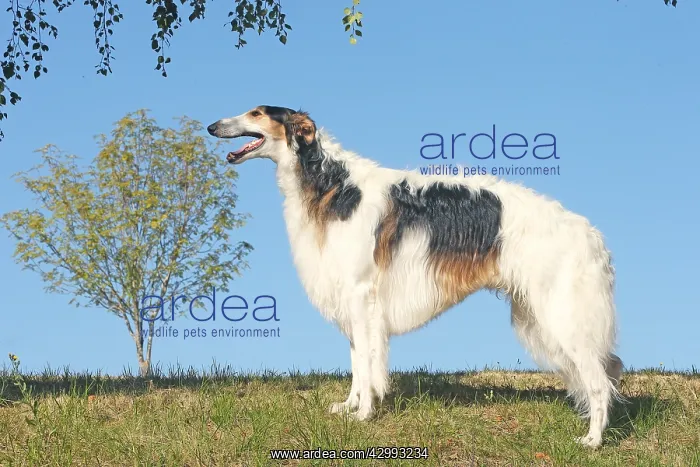 : Borzoi dog outdoors : Borzoi dog outdoors