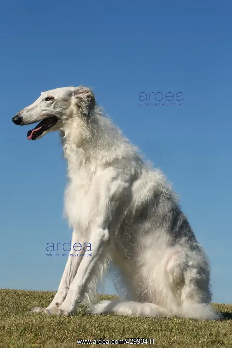 : Borzoi dog outdoors : Borzoi dog outdoors