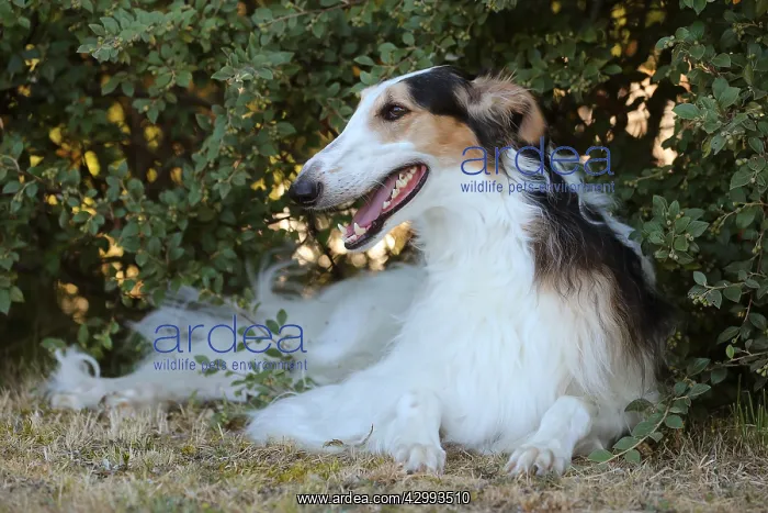 : Borzoi dog outdoors : Borzoi dog outdoors