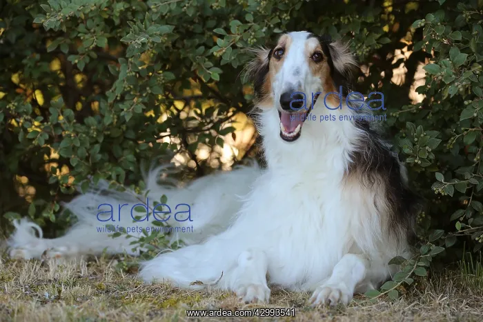 : Borzoi dog outdoors : Borzoi dog outdoors
