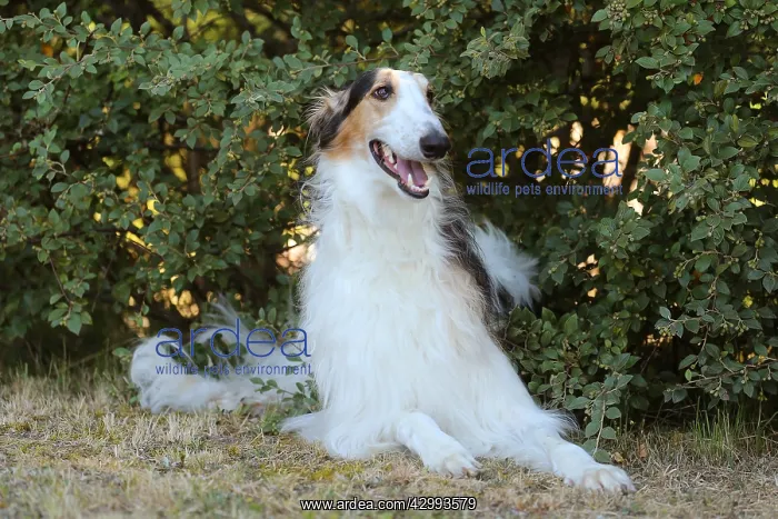 : Borzoi dog outdoors : Borzoi dog outdoors
