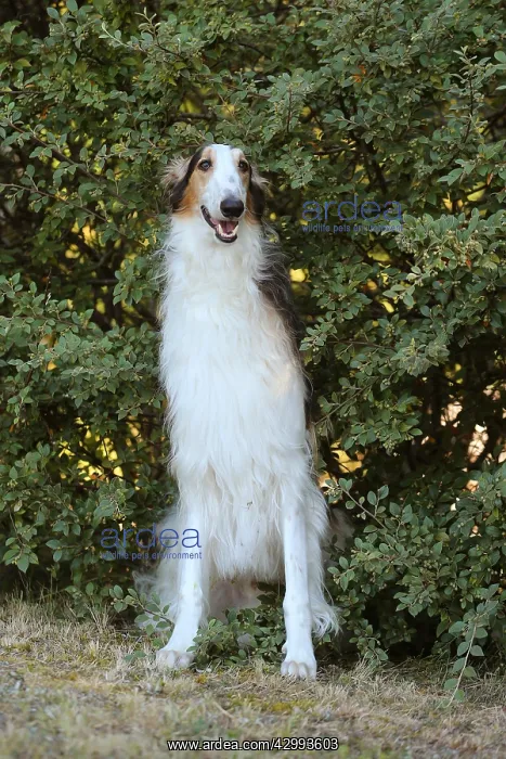 : Borzoi dog outdoors : Borzoi dog outdoors
