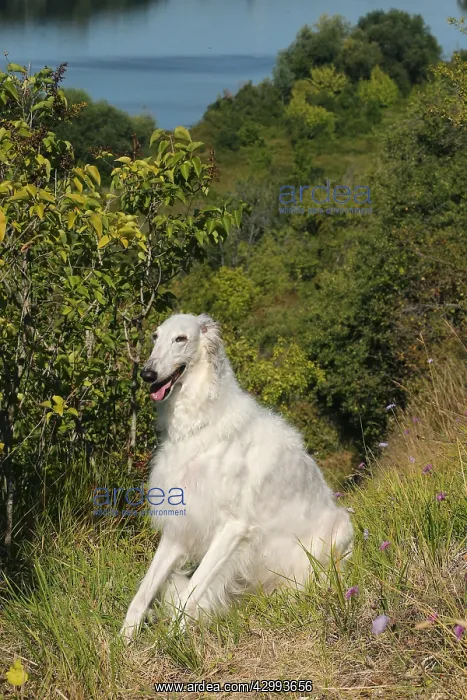 : Borzoi dog outdoors : Borzoi dog outdoors