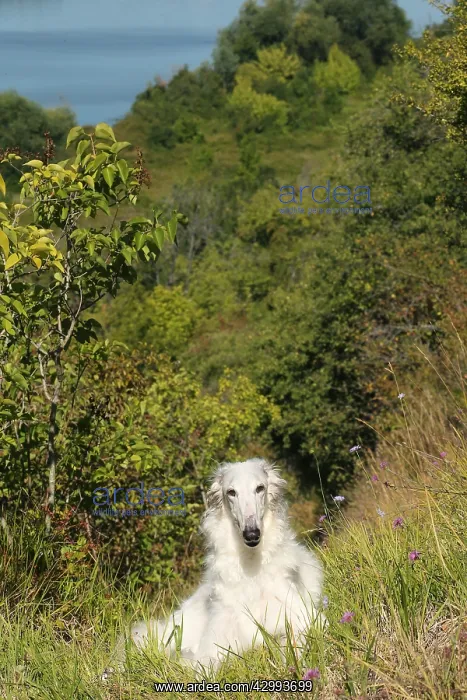 : Borzoi dog outdoors : Borzoi dog outdoors