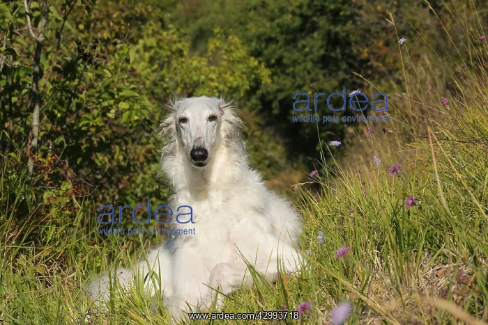 : Borzoi dog outdoors : Borzoi dog outdoors