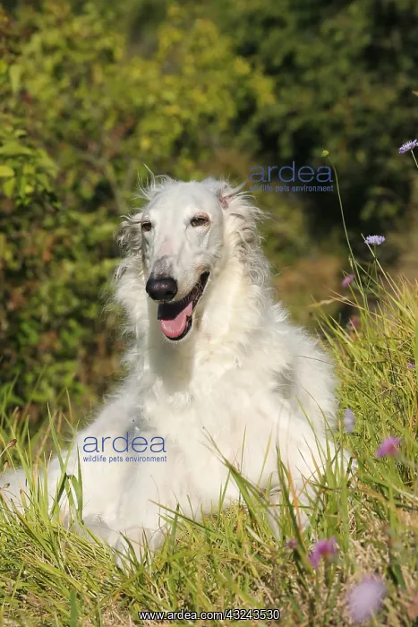 : Borzoi dog outdoors : Borzoi dog outdoors