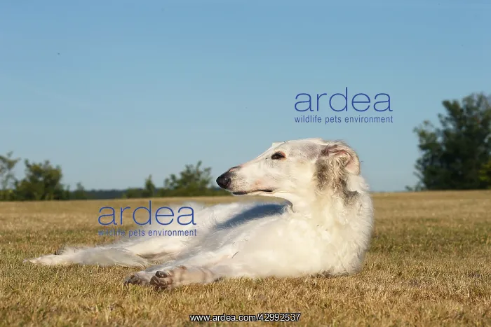 : Borzoi dog outdoors lying down : Borzoi dog outdoors lying down
