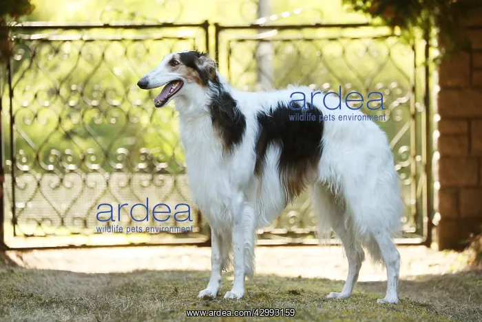 : Borzoi dog outdoors beside a pair of gates : Borzoi dog outdoors beside a pair of gates