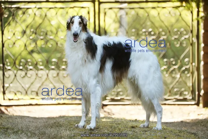 : Borzoi dog outdoors beside a pair of gates : Borzoi dog outdoors beside a pair of gates