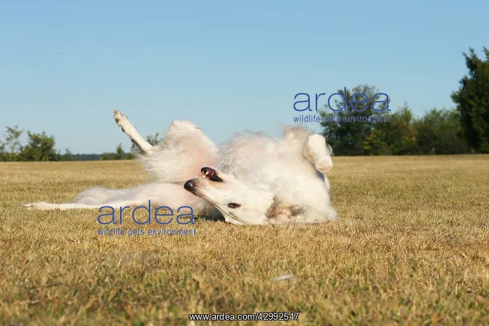 : Borzoi dog outdoors rolling on its back : Borzoi dog outdoors rolling on its back
