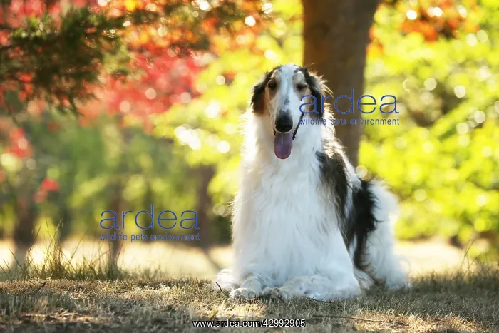 : Borzoi dog outdoors in the woods : Borzoi dog outdoors in the woods