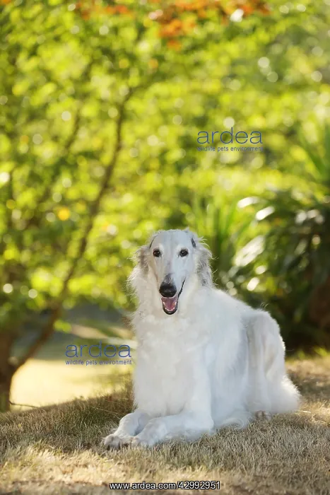 : Borzoi dog outdoors in the woods : Borzoi dog outdoors in the woods